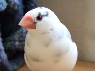 鳥カフェ、オープン！