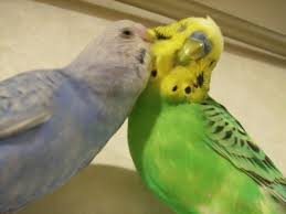 鳥カフェ、オープン！