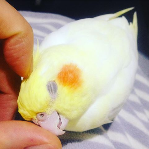 鳥カフェ、オープン！