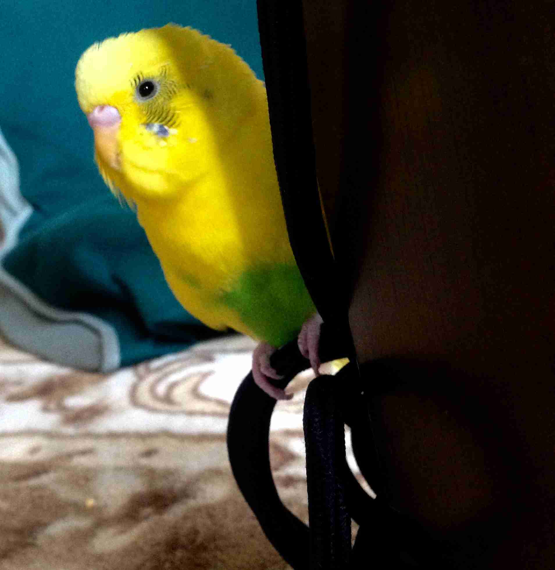 鳥カフェ、オープン！