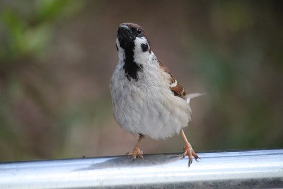 鳥カフェ、オープン！