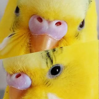 鳥カフェ、オープン！