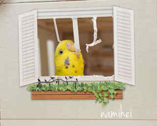 鳥カフェ、オープン！