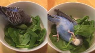 鳥カフェ、オープン！