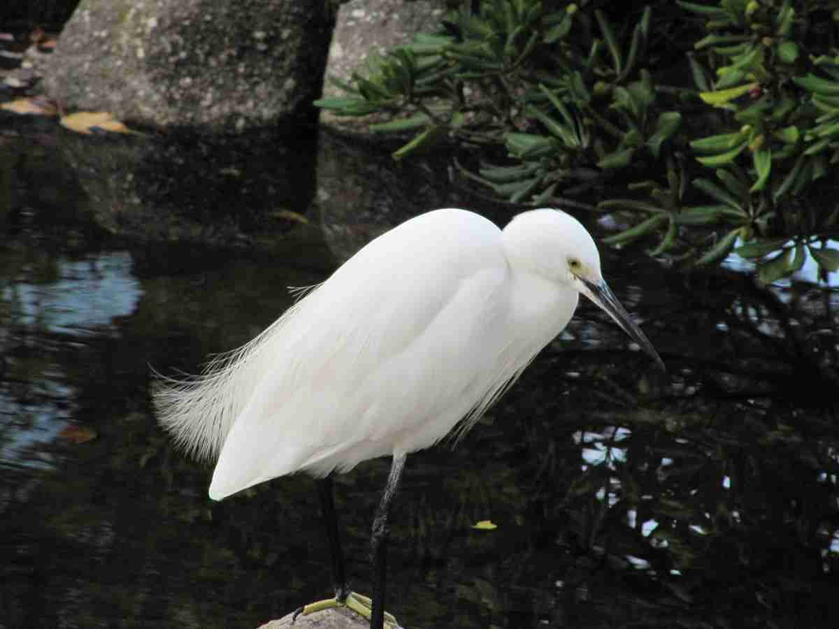 鳥カフェ、オープン！