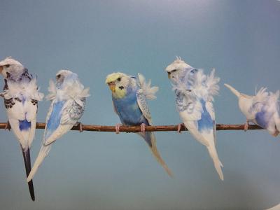 鳥カフェ、オープン！