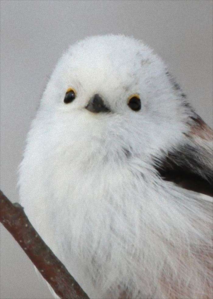 鳥カフェ、オープン！