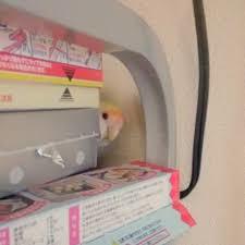 鳥カフェ、オープン！