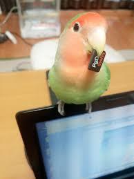 鳥カフェ、オープン！