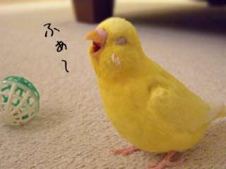 鳥カフェ、オープン！