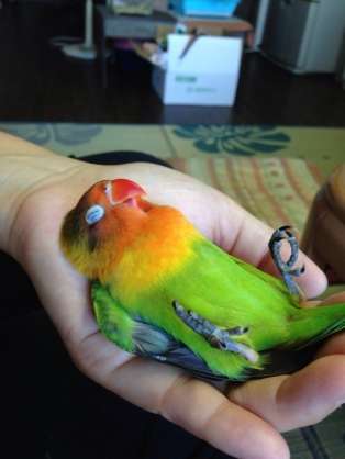 鳥カフェ、オープン！