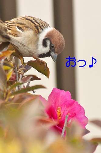 鳥カフェ、オープン！