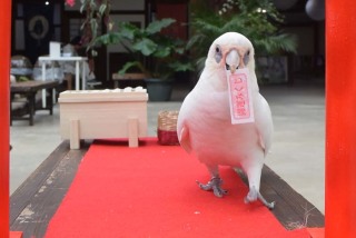鳥カフェ、オープン！