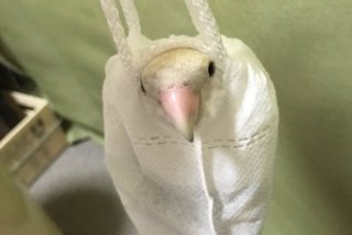 鳥カフェ、オープン！