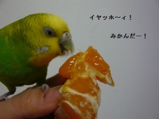 鳥カフェ、オープン！