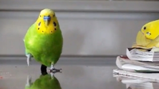 鳥カフェ、オープン！