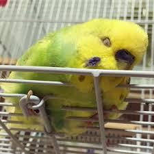 鳥カフェ、オープン！