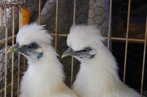 鳥カフェ、オープン！