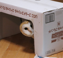 鳥カフェ、オープン！