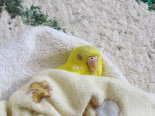 鳥カフェ、オープン！