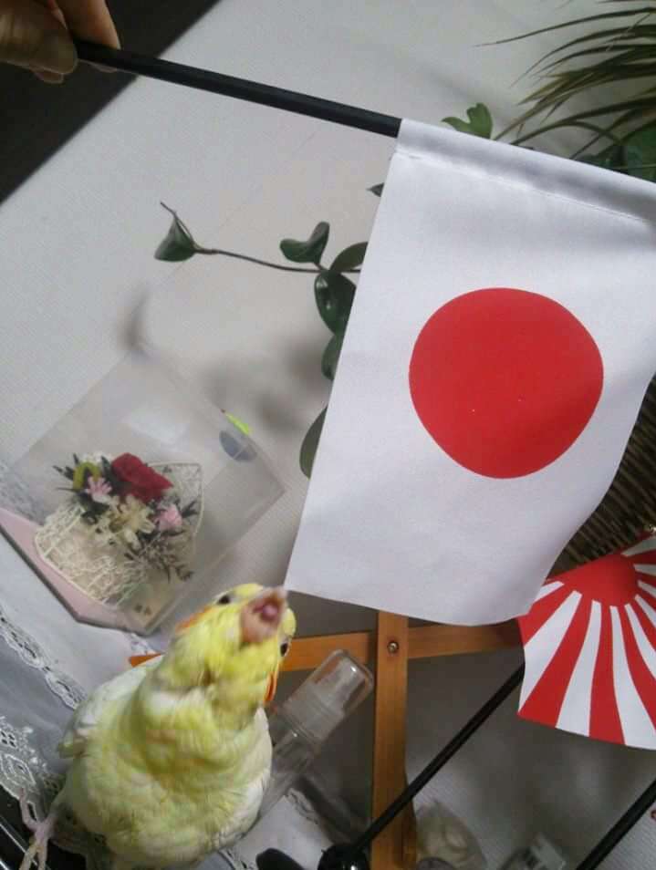 鳥カフェ、オープン！