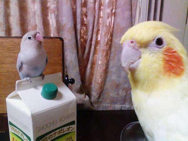 鳥カフェ、オープン！