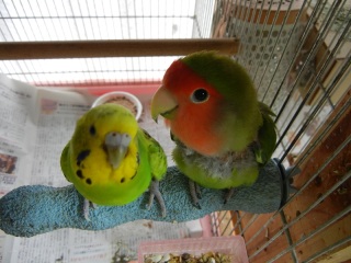 鳥カフェ、オープン！