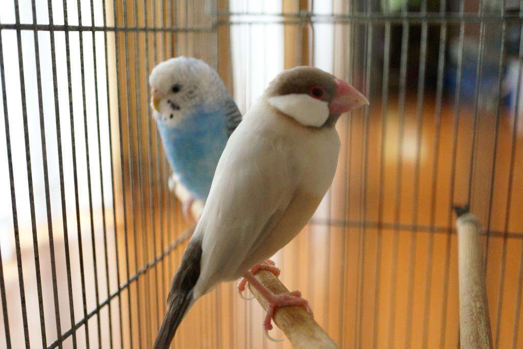 鳥カフェ、オープン！