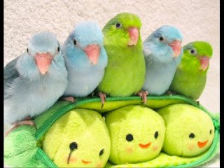 鳥カフェ、オープン！