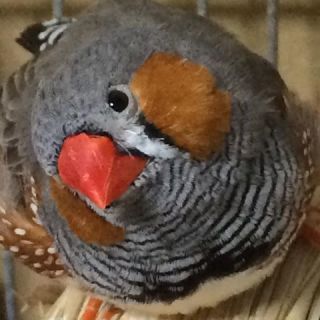 鳥カフェ、オープン！