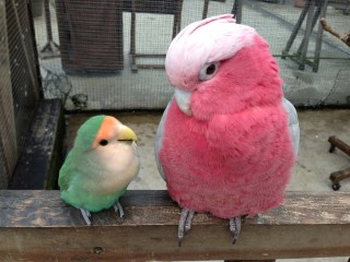 鳥カフェ、オープン！