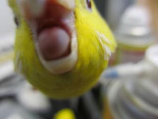 鳥カフェ、オープン！