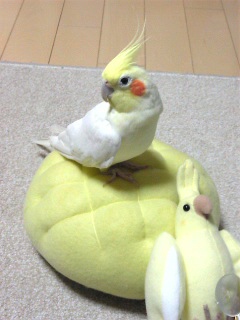 鳥カフェ、オープン！