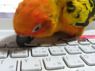 鳥カフェ、オープン！