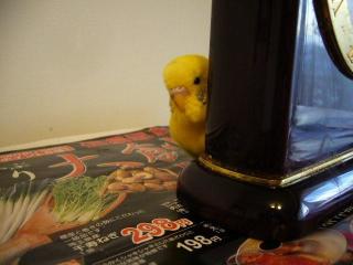 鳥カフェ、オープン！