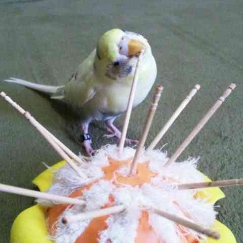 鳥カフェ、オープン！