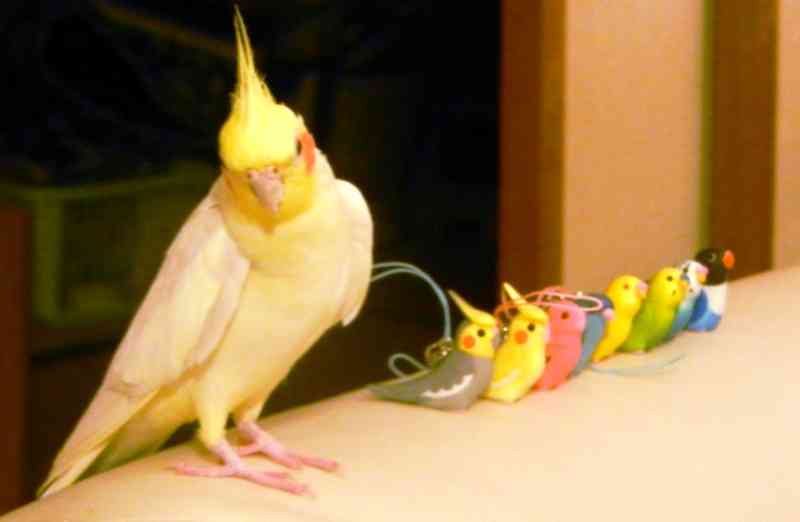 鳥カフェ、オープン！