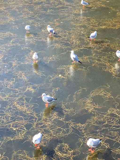 鳥カフェ、オープン！