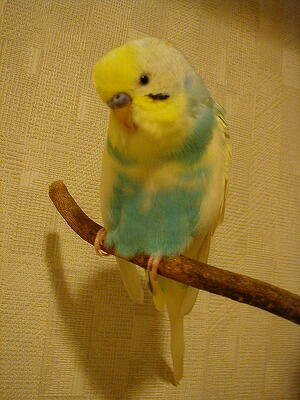 鳥カフェ、オープン！
