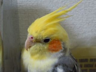 鳥カフェ、オープン！
