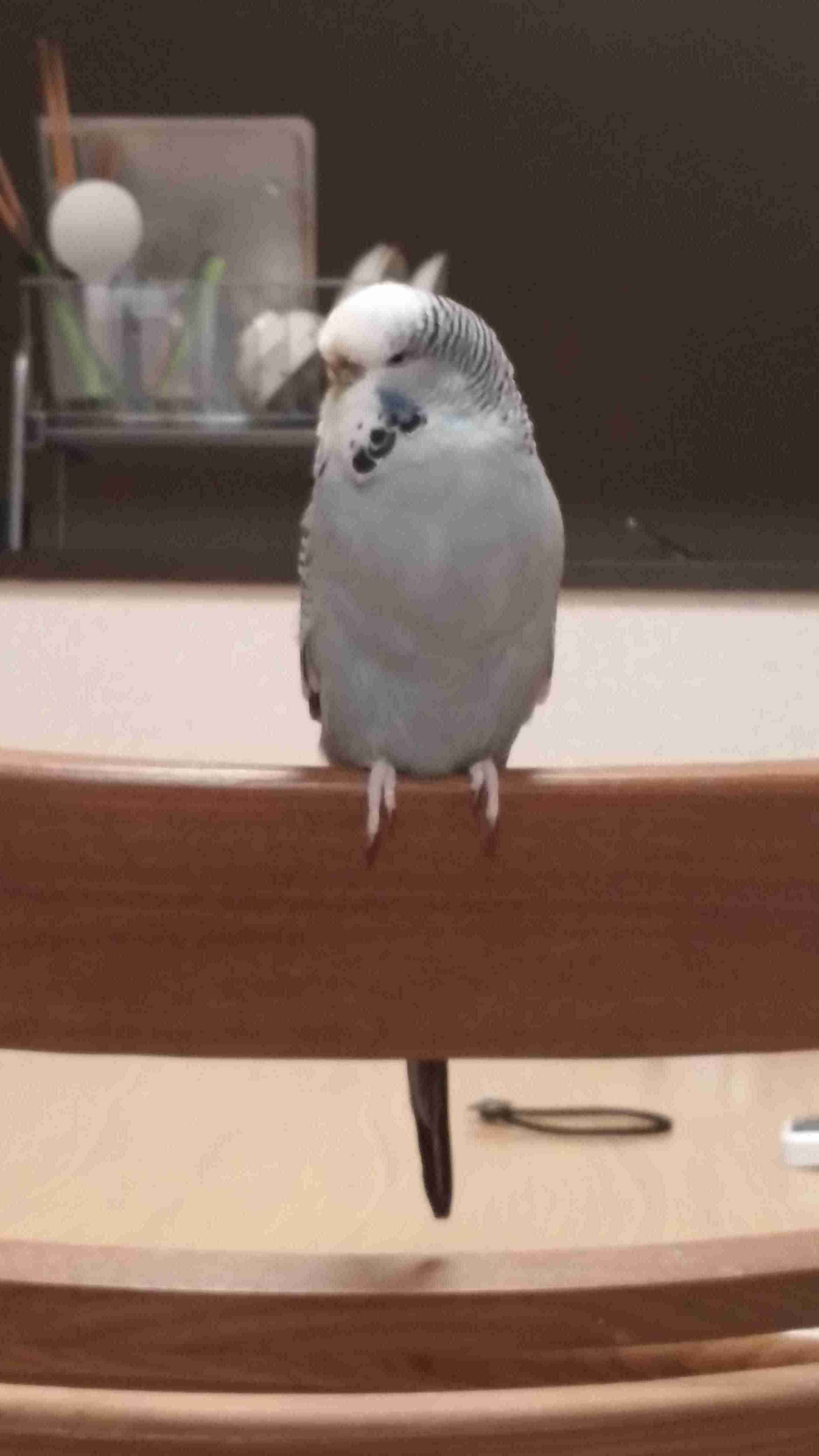 鳥カフェ、オープン！