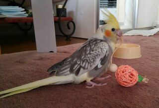 鳥カフェ、オープン！
