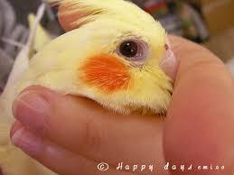 鳥カフェ、オープン！