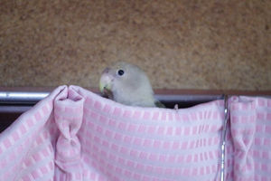 鳥カフェ、オープン！