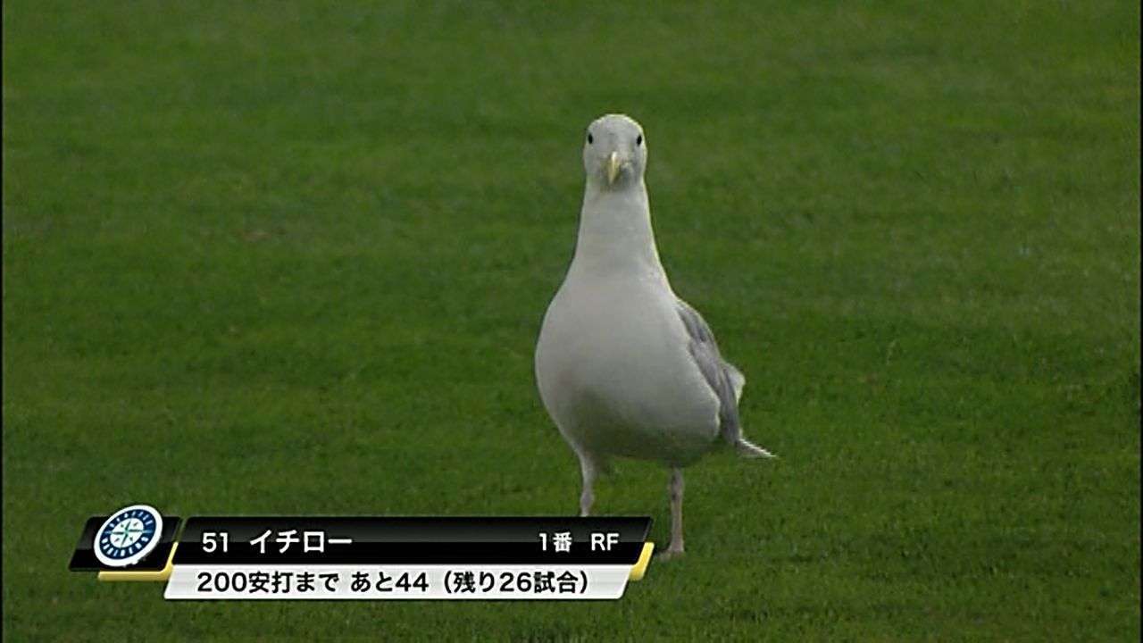 鳥カフェ、オープン！