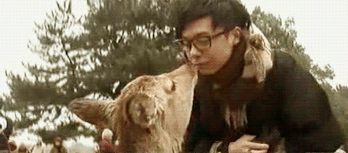 芸能人と動物の写真