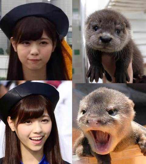 芸能人と動物の写真