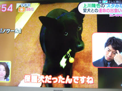 芸能人と動物の写真