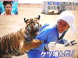 芸能人と動物の写真