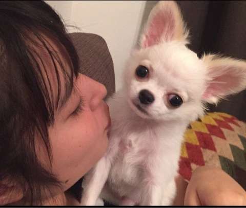 芸能人と動物の写真